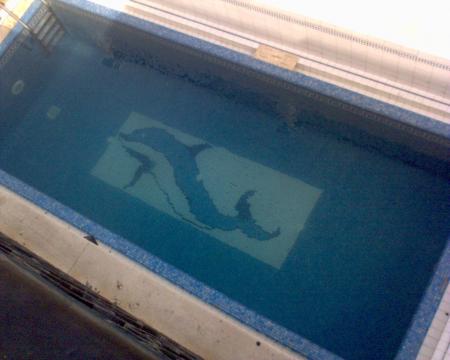 ze dophin'zz